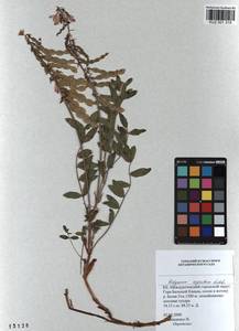 KUZ 001 315, Hedysarum neglectum Ledeb., Siberia, Altai & Sayany Mountains (S2) (Russia)