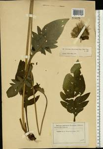 Cirsium oleraceum (L.) Scop., Eastern Europe, Moscow region (E4a) (Russia)