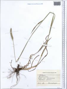 Phleum, Middle Asia, Dzungarian Alatau & Tarbagatai (M5) (Kazakhstan)