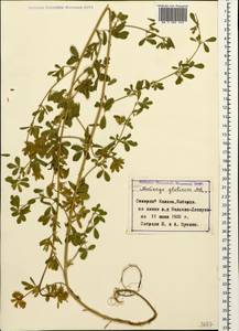 Medicago sativa subsp. glomerata (Balb.) Rouy, Caucasus, Stavropol Krai, Karachay-Cherkessia & Kabardino-Balkaria (K1b) (Russia)