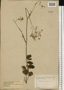 Pimpinella saxifraga L., Eastern Europe, Central forest-and-steppe region (E6) (Russia)