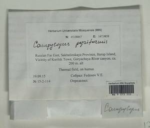 Campylopus pyriformis (Schultz) Brid., Bryophytes, Bryophytes - Russian Far East (excl. Chukotka & Kamchatka) (B20) (Russia)