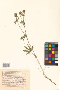 Potentilla longipes Ledeb., Eastern Europe, Volga-Kama region (E7) (Russia)