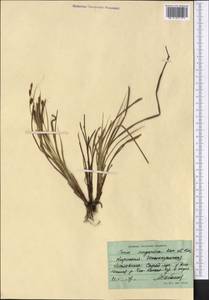 Carex songorica Kar. & Kir., Middle Asia, Northern & Central Tian Shan (M4) (Kyrgyzstan)