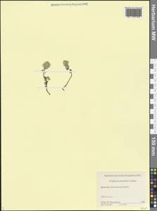 Ziziphora puschkinii Adams, Caucasus, Dagestan (K2) (Russia)