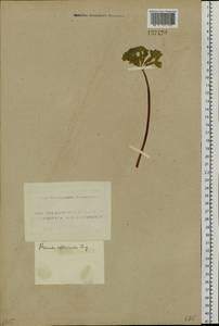 Primula veris subsp. macrocalyx (Bunge) Lüdi, Siberia, Altai & Sayany Mountains (S2) (Russia)
