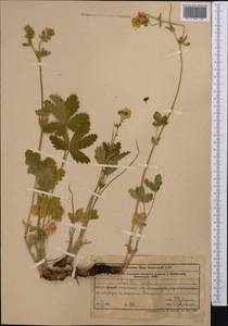 Potentilla recta L., Middle Asia, Western Tian Shan & Karatau (M3) (Uzbekistan)