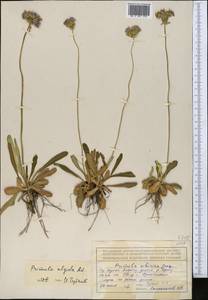 Primula algida Adams, Middle Asia, Northern & Central Tian Shan (M4) (Kazakhstan)