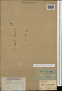 Sabulina tenuifolia subsp. tenuifolia, Caucasus (no precise locality) (K0)