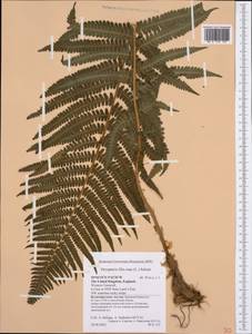 Dryopteris filix-mas (L.) Schott, Western Europe (EUR) (United Kingdom)