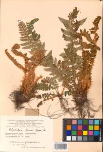 Polystichum braunii (Spenn.) Fée, Eastern Europe, Moscow region (E4a) (Russia)