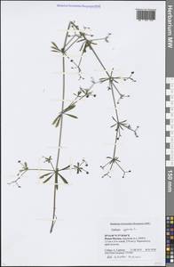 Galium aparine L., Eastern Europe, Moscow region (E4a) (Russia)
