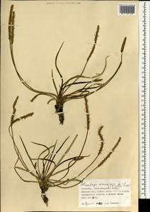 Plantago maritima L., Mongolia (MONG) (Mongolia)