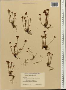 Sedum tenellum M. Bieb., Caucasus, North Ossetia, Ingushetia & Chechnya (K1c) (Russia)