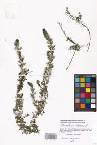 Utricularia vulgaris L., Eastern Europe, Moscow region (E4a) (Russia)