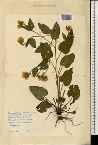 Symphytum tauricum Willd., Caucasus, Black Sea Shore (from Novorossiysk to Adler) (K3) (Russia)