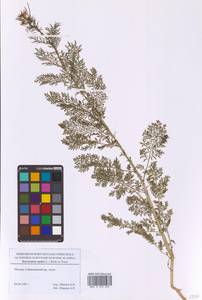 Descurainia sophia (L.) Webb ex Prantl, Eastern Europe, Moscow region (E4a) (Russia)
