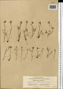Eremopyrum triticeum (Gaertn.) Nevski, Eastern Europe, South Ukrainian region (E12) (Ukraine)