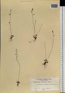 Micranthes foliolosa (R. Br.) Gornall, Siberia, Central Siberia (S3) (Russia)