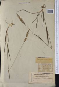 Calamagrostis varia (Schrad.) Host, Western Europe (EUR) (Sweden)