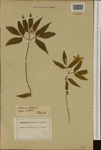 Anemone trifolia L., Western Europe (EUR) (Italy)