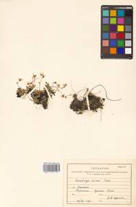 Micranthes merkii subsp. merkii, Siberia, Russian Far East (S6) (Russia)