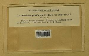 Bartramia pomiformis Hedw., Bryophytes, Bryophytes - Karelia, Leningrad & Murmansk Oblasts (B4) (Russia)