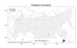 Triosteum sinuatum Maxim., Atlas of the Russian Flora (FLORUS) (Russia)
