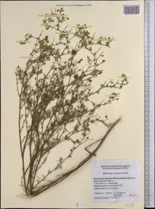 Medicago falcata subsp. falcata, Middle Asia, Caspian Ustyurt & Northern Aralia (M8) (Kazakhstan)