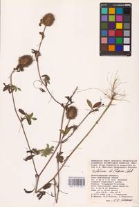 Trifolium diffusum Ehrh., Eastern Europe, Lower Volga region (E9) (Russia)