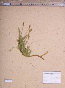 Lycopodium lagopus (Laest. ex C.Hartm.) Zinserl. ex Kuzen., Siberia, Altai & Sayany Mountains (S2) (Russia)