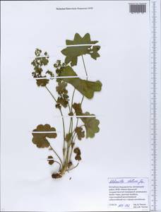 Alchemilla stellaris Juz., Eastern Europe, Eastern region (E10) (Russia)