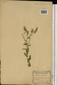 Berteroa incana (L.) DC., Eastern Europe, North Ukrainian region (E11) (Ukraine)