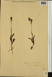 Neotinea ustulata (L.) R.M.Bateman, Pridgeon & M.W.Chase, Western Europe (EUR) (Austria)