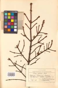 Picea glehnii (F. Schmidt) Mast., Siberia, Russian Far East (S6) (Russia)