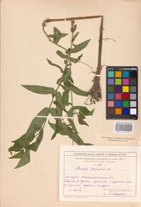 MHA 0 154 874, Stachys palustris L., Middle Asia, Caspian Ustyurt & Northern Aralia (M8) (Kazakhstan)