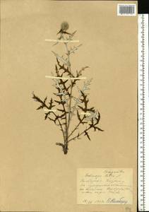 Echinops ritro subsp. ruthenicus (M. Bieb.) Nyman, Eastern Europe, Middle Volga region (E8) (Russia)