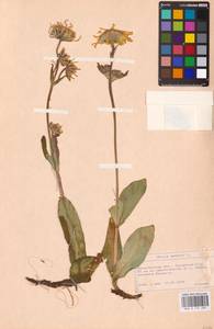 Arnica montana L., Eastern Europe, West Ukrainian region (E13) (Ukraine)