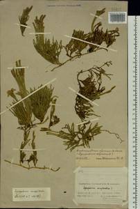 Diphasiastrum alpinum (L.) Holub, Eastern Europe, Northern region (E1) (Russia)