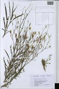 Lactuca inermis Forssk., Africa (AFR) (Namibia)