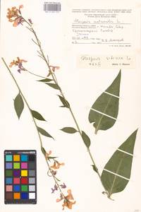 Hesperis sibirica L., Eastern Europe, Moscow region (E4a) (Russia)