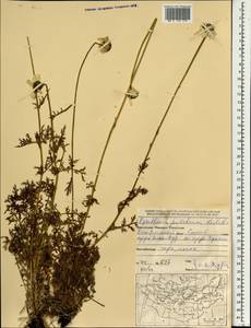 Tanacetum pulchrum (Ledeb.) Sch. Bip., Mongolia (MONG) (Mongolia)