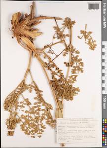 Ferula rubroarenosa Korovin, Middle Asia, Western Tian Shan & Karatau (M3) (Kyrgyzstan)