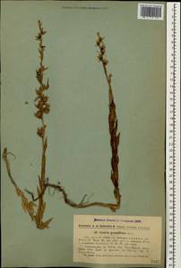 Linaria grandiflora Desf., Caucasus, Armenia (K5) (Armenia)