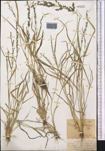 Eragrostis cilianensis (All.) Janch., Middle Asia, Dzungarian Alatau & Tarbagatai (M5) (Kazakhstan)