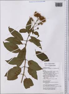 Cephalanthus occidentalis L., America (AMER) (United States)