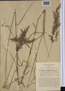 Calamagrostis pseudophragmites (Haller f.) Koeler, Western Europe (EUR) (Italy)
