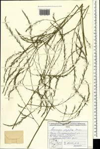 Asparagus officinalis L., Crimea (KRYM) (Russia)