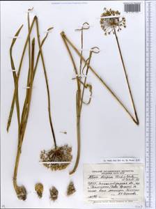 Allium decipiens Fisch. ex Schult. & Schult.f., Eastern Europe, North Ukrainian region (E11) (Ukraine)