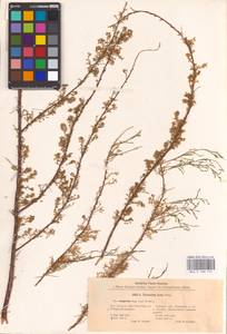 Tamarix laxa Willd., Eastern Europe, Lower Volga region (E9) (Russia)